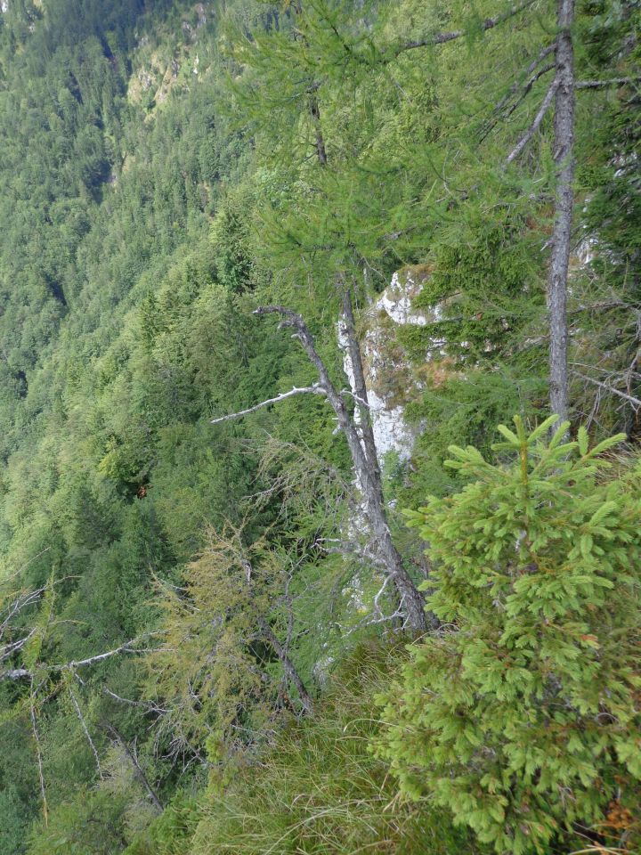 Storžič - po J grebenu, 29.08.2013 - foto povečava