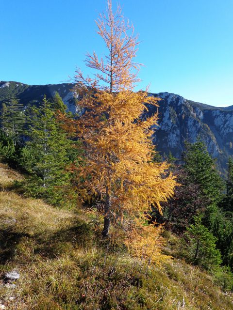 Storžič čez pašnike, 26.10.2013 - foto