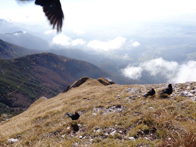 Storžič čez pašnike, 26.10.2013 - foto