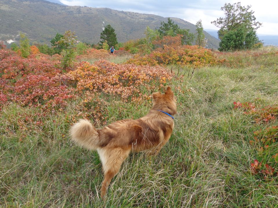 Kraški rob - spodmoli, 28.10.2013 - foto povečava