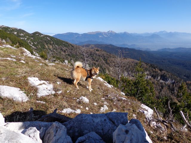 Brda, Mrežce, 01.11.2013 - foto