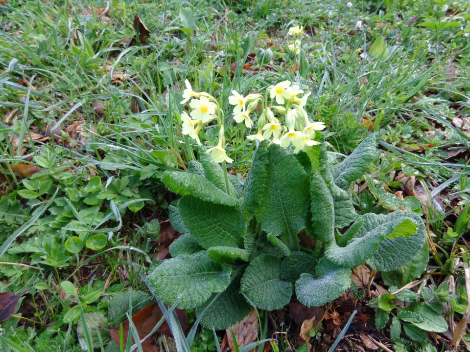 Goli vrh nad Jezerskim, 01.05.2014 - foto povečava