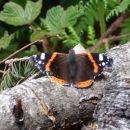 Admiral (Vanessa atalanta)