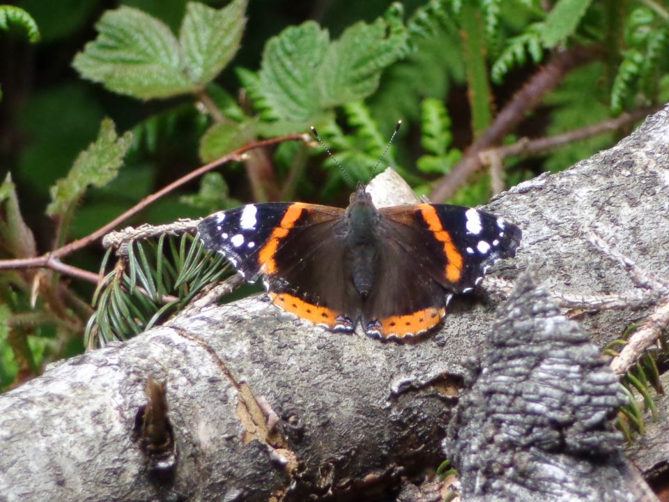 Admiral (Vanessa atalanta)