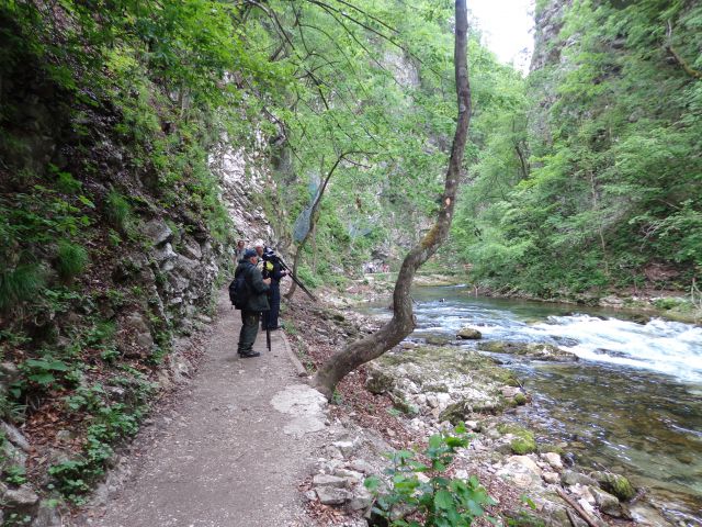 Blejski Vintgar, 02.06.2014 - foto