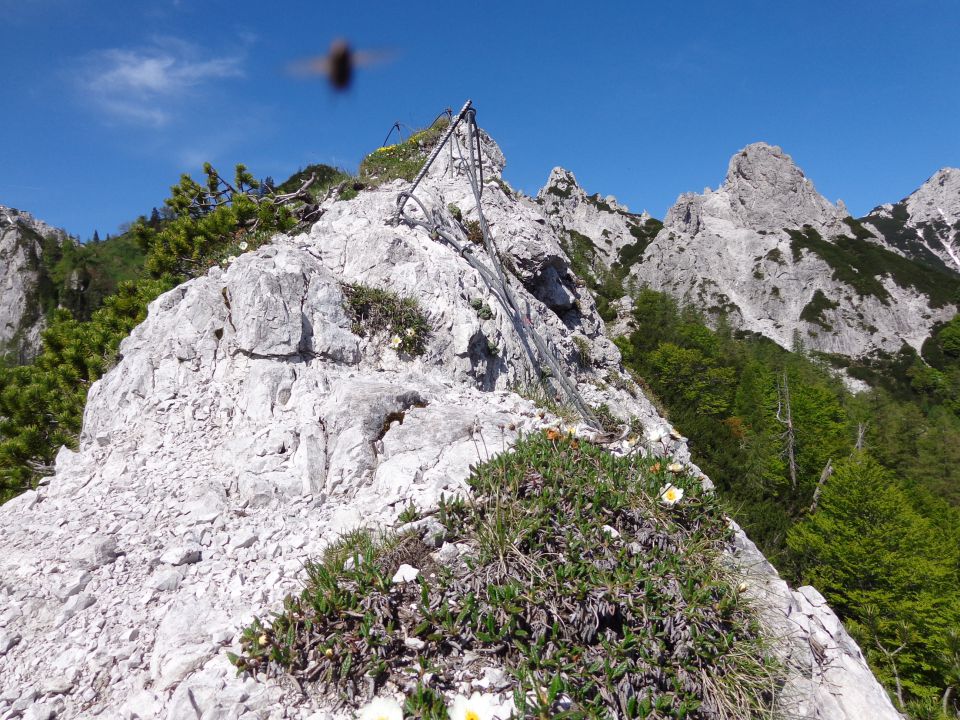 Ljubelščica, 07.06.2014 - foto povečava