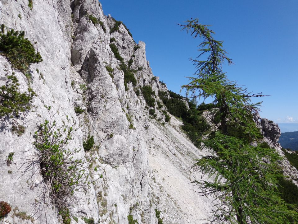 Ljubelščica, 07.06.2014 - foto povečava