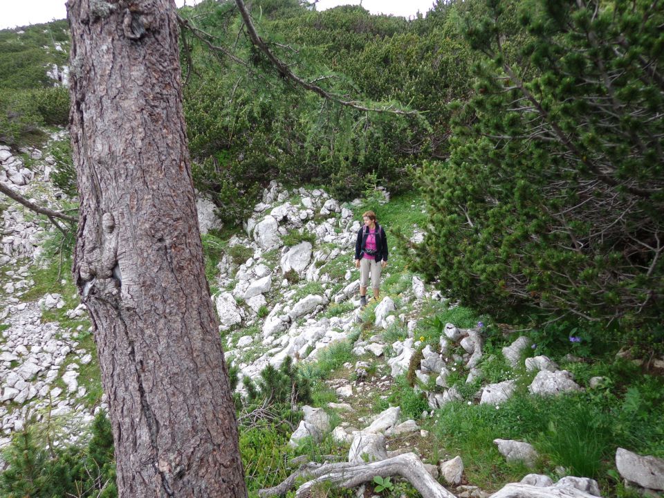 Nad Pokljuko, 15.07.2014 - foto povečava