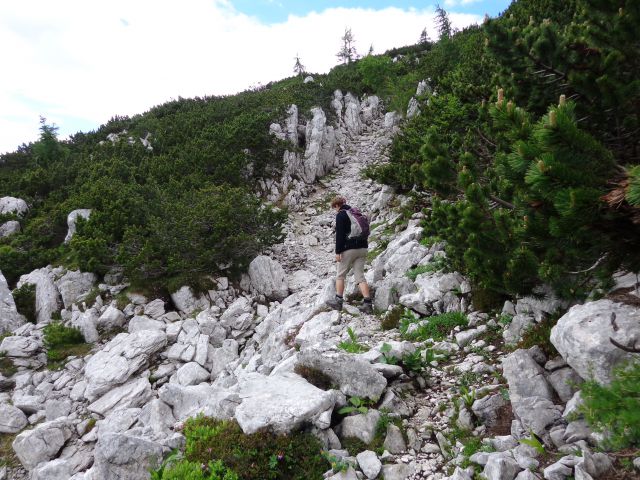 Nad Pokljuko, 15.07.2014 - foto