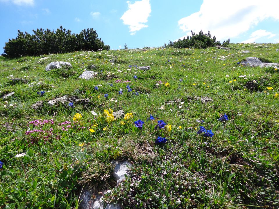 Nad Pokljuko, 15.07.2014 - foto povečava