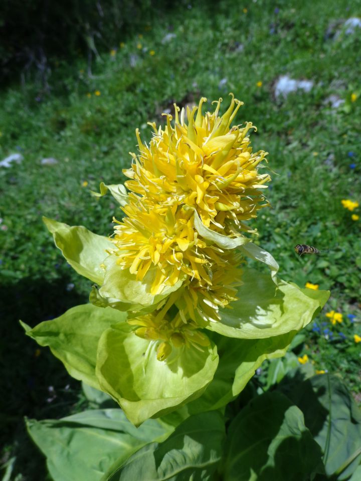 Nad Pokljuko, 15.07.2014 - foto povečava