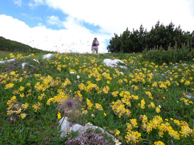 Nad Pokljuko, 15.07.2014 - foto