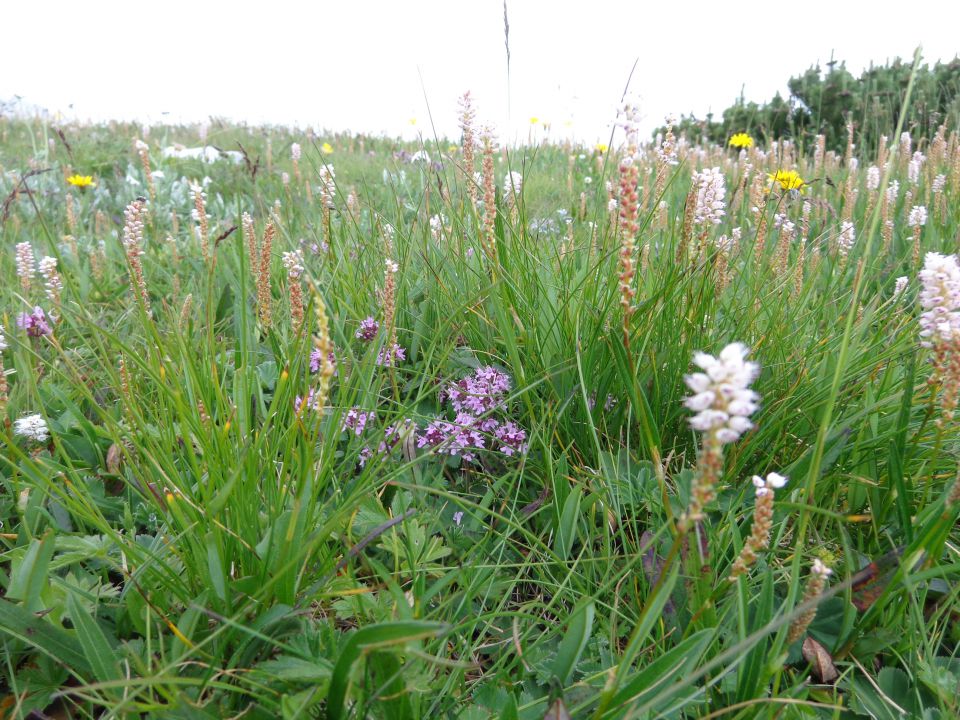 Nad Pokljuko, 15.07.2014 - foto povečava