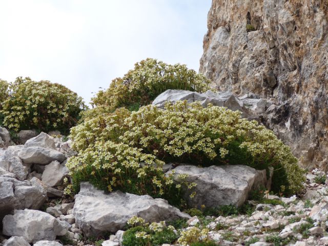 Škrlatica, 07.08.2014 - foto