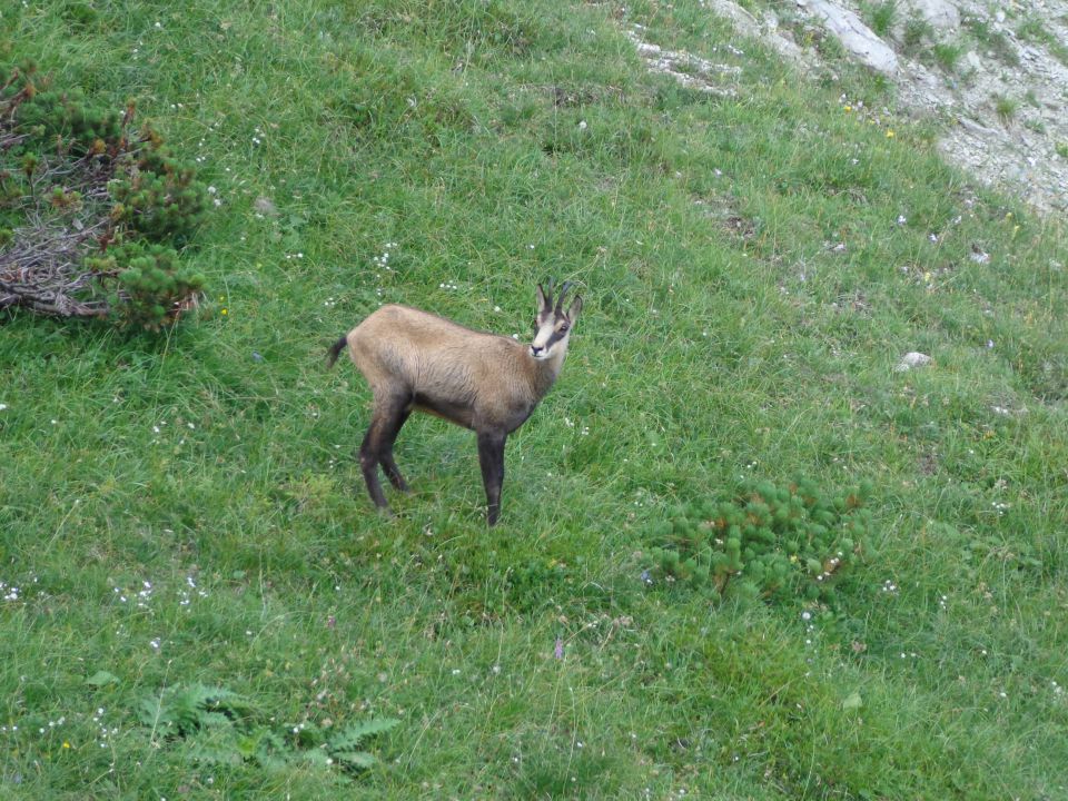 Škednjovec, 10.08.2014 - foto povečava