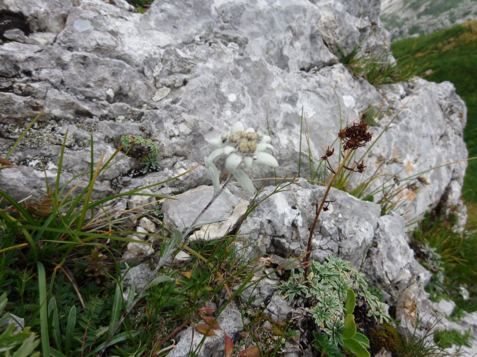 Vogel nad Krnskim j. 18.08.2014 - foto povečava