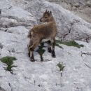 Kriški podi, 25.08.2014