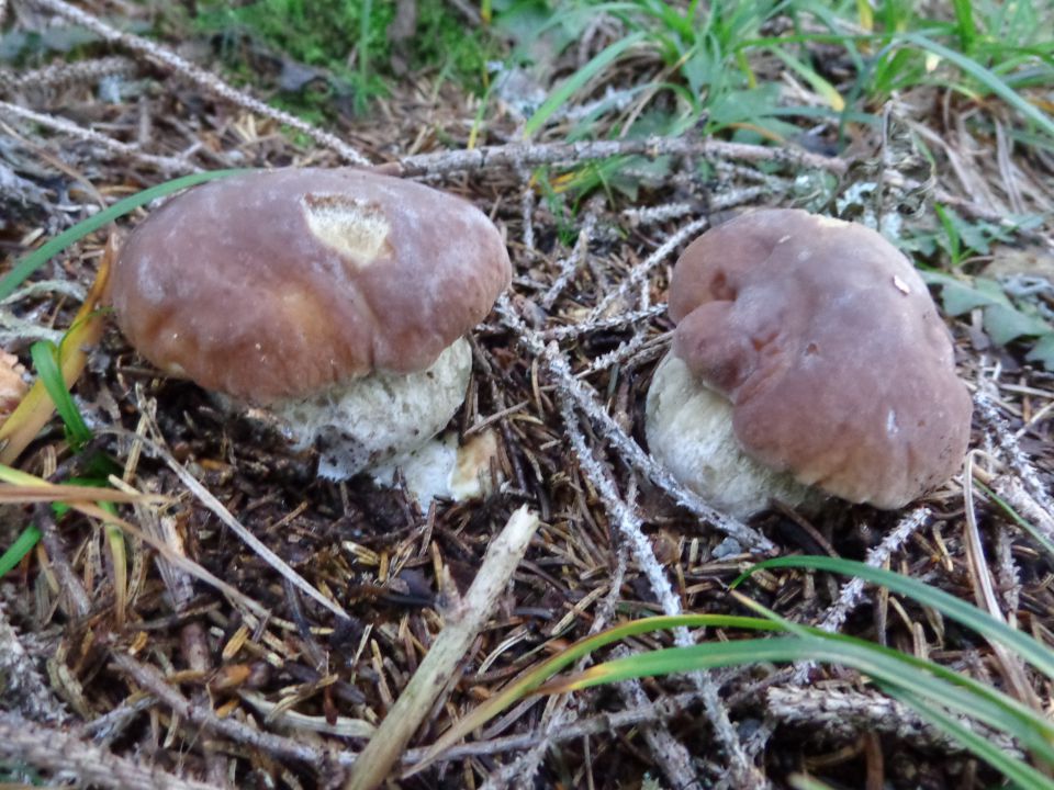 Greben nad Pokljuko, 15.09.2014 - foto povečava