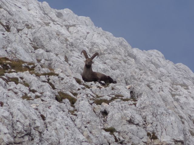 Bovški Gamsovec, 24.09.2014 - foto