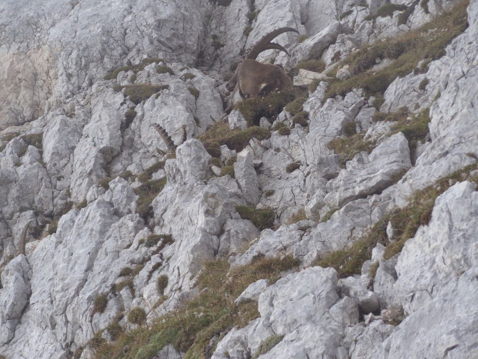 Bovški Gamsovec, 24.09.2014 - foto povečava