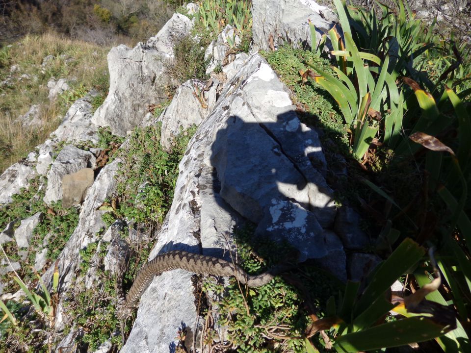 Glinščica, Comicijev greben, 14.11.2014 - foto povečava