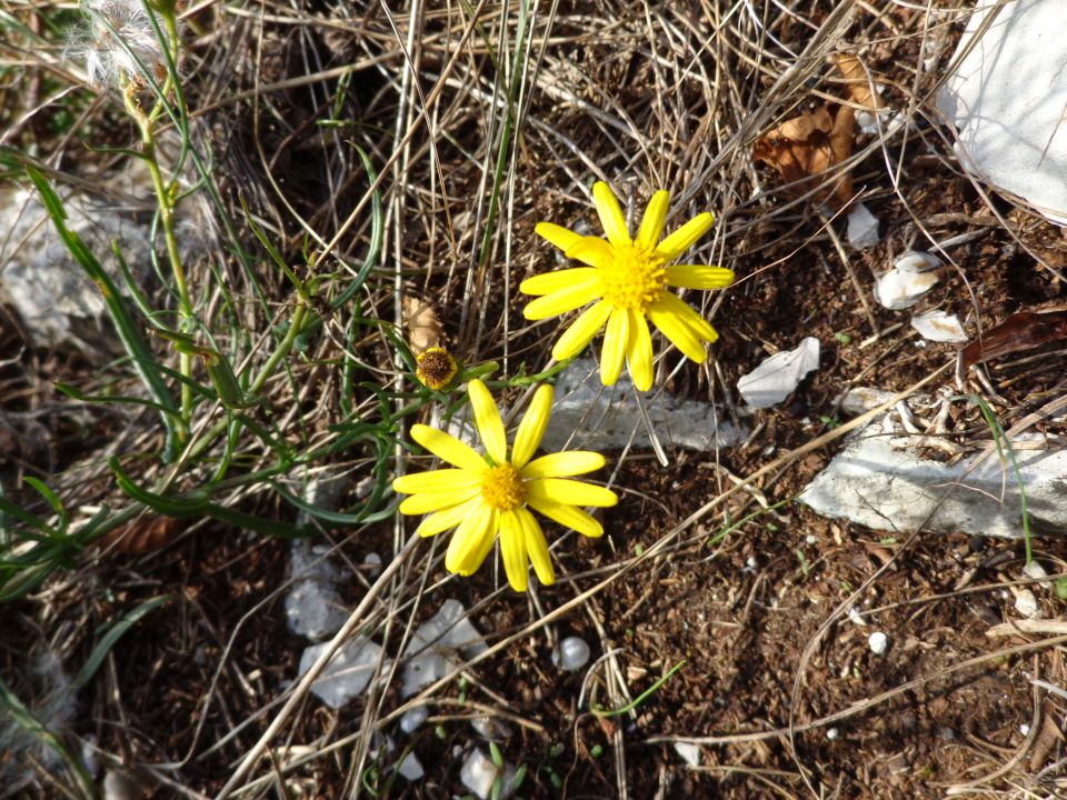 Val Rosandra, 24.11.2014 - foto povečava