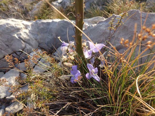 Val Rosandra, 24.11.2014 - foto