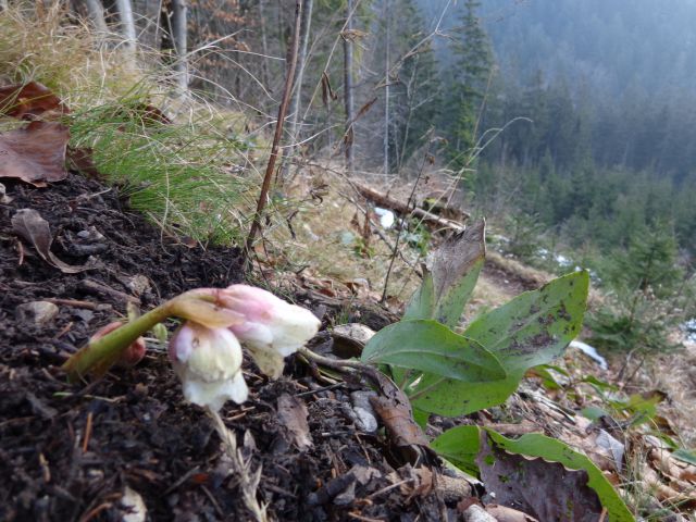 Kališče, 10.01.2015 - foto
