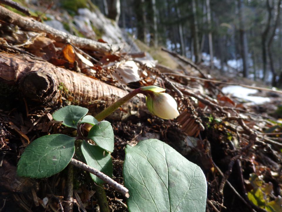 Kališče, 10.01.2015 - foto povečava