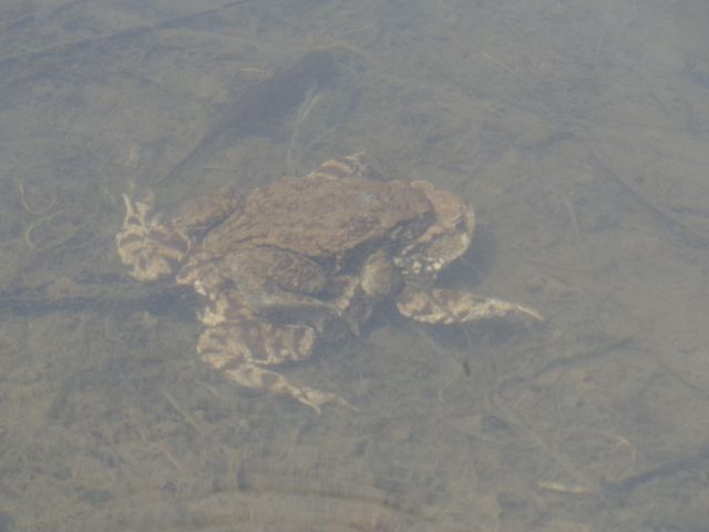 Debela peč, 06.05.2015 - foto