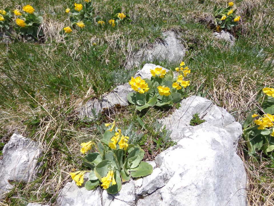 Tosc, Ablanca, 28.05.2015 - foto povečava