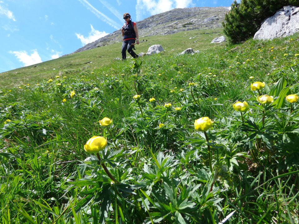 Tosc, Ablanca, 28.05.2015 - foto povečava