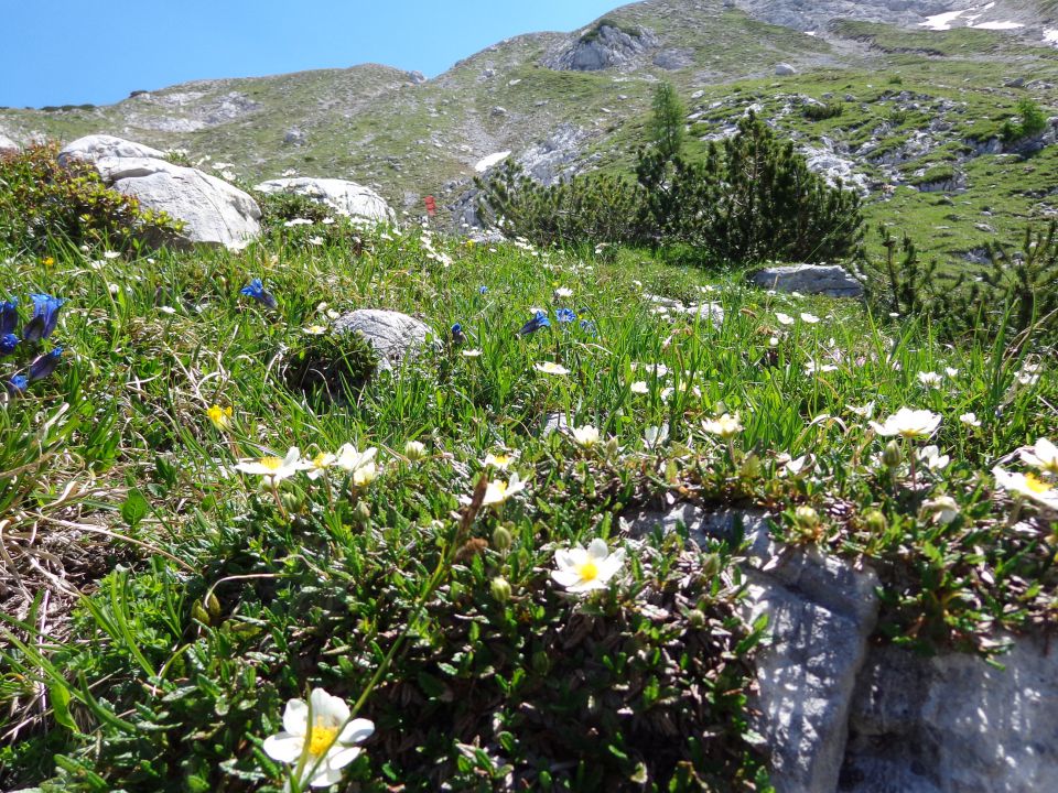 Ledinski vrh, 12.06.2015 - foto povečava