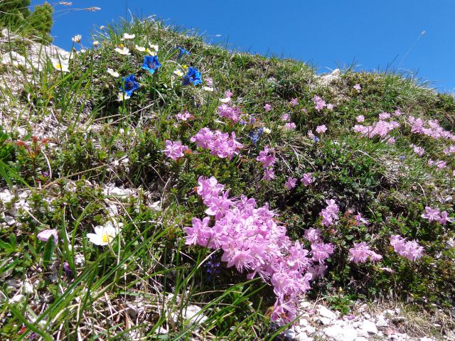 Ledinski vrh, 12.06.2015 - foto