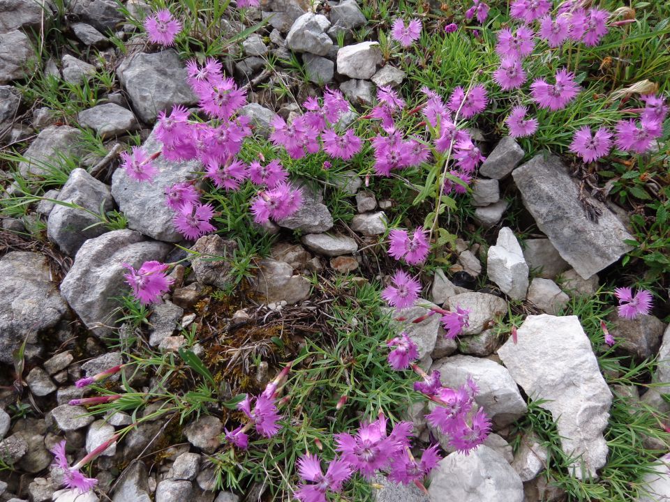 Jezersko-Križ, 21.06.2015 - foto povečava