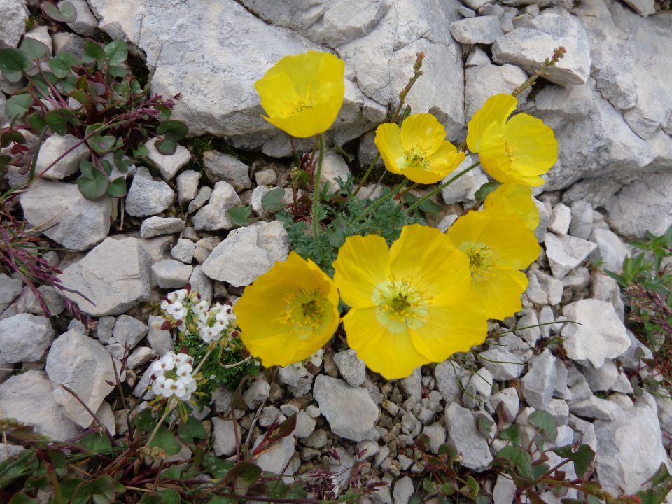 Jezersko-Križ, 21.06.2015 - foto povečava