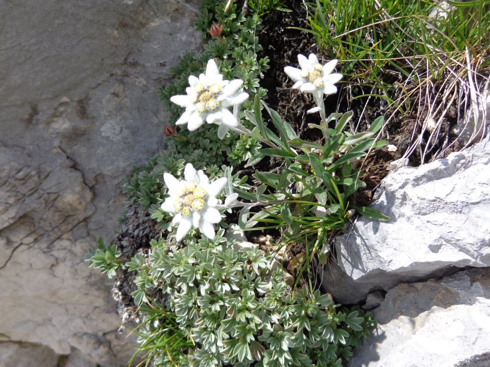 Veliko Špičje, 03.08.2015 - foto povečava