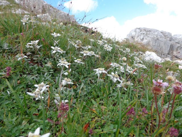 Veliko Špičje, 03.08.2015 - foto