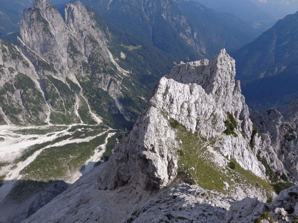 Mala lojtrica, 22.08.2015 - foto povečava