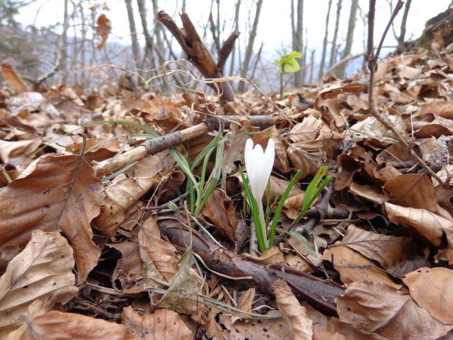 Materinski dan, 25.03.2016 - foto