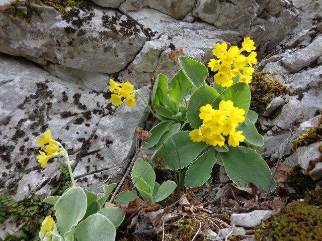 Gradiška tura, 03.04.2016 - foto