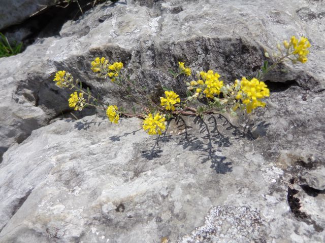 Glinščica, 22.04.2016 - foto