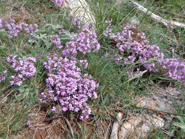 Baška - plato Mjeseca, 05.05.2016 - foto