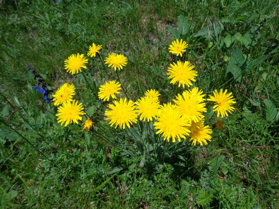 Polhograjska grmada, 25.05.2016 - foto povečava