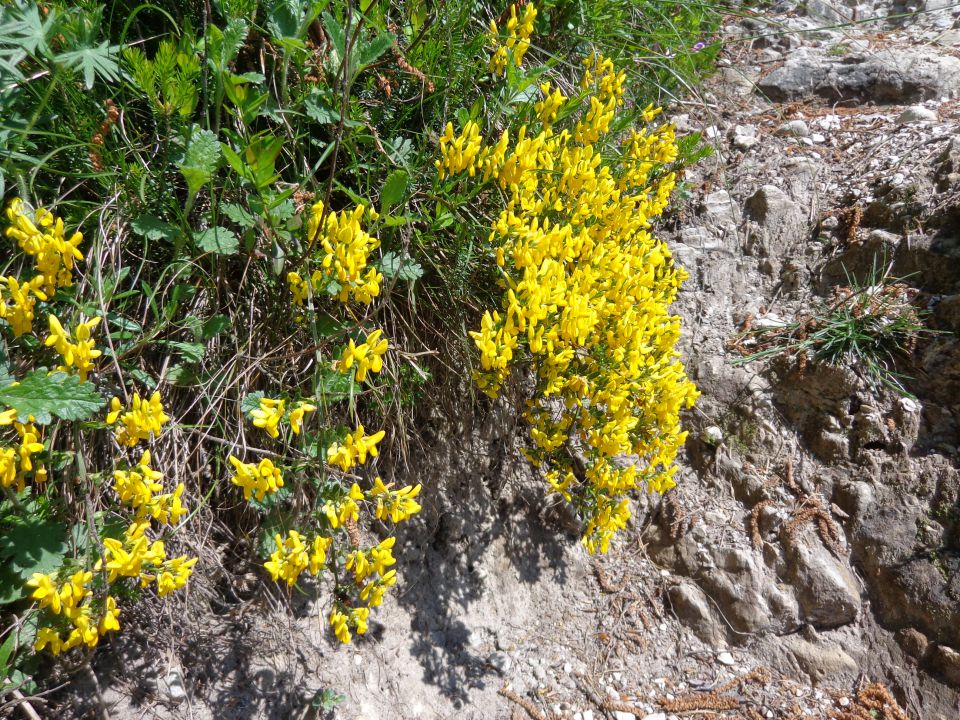 Polhograjska grmada, 25.05.2016 - foto povečava