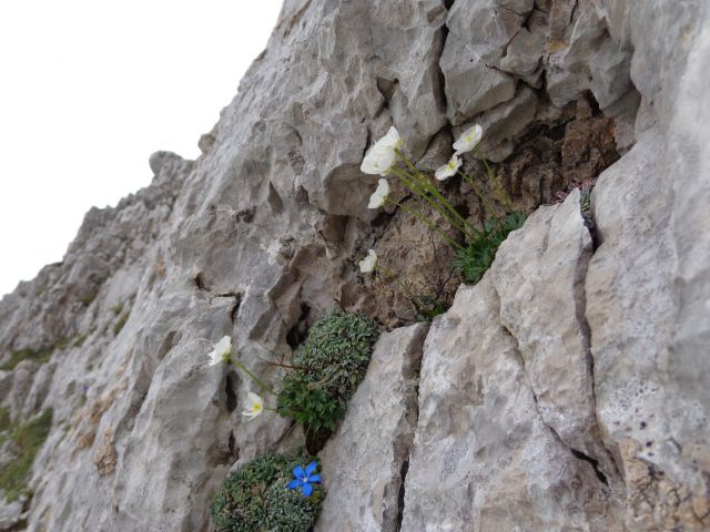 Gamsov skret, Žmavčarji, 29.06.2016 - foto