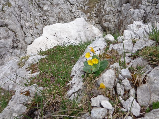 Škednjovec, 08.08.2016 - foto