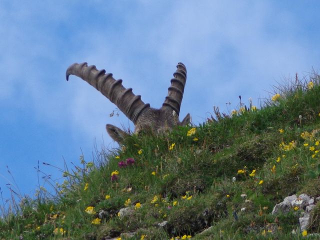 Bovški Gamsovec, 19.07.2016 - foto