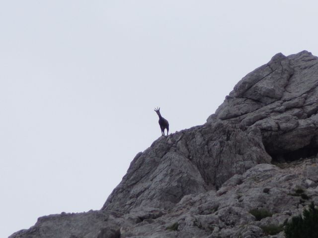 Šraj peski, Lučki dedec, 31.08.2016 - foto