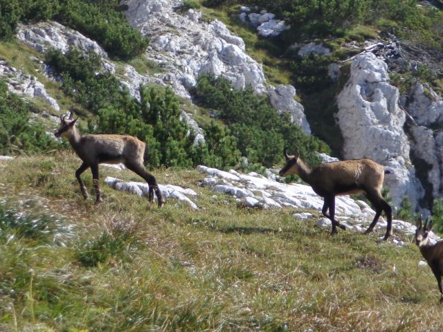 Viš - Jof Fuart, 23.09.2016 - foto